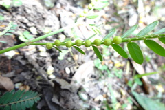 Phyllanthus urinaria